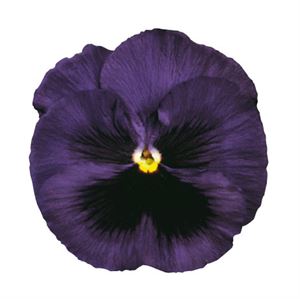 Bild von Viola P9 Grootbloemig Deep blue with blotch
